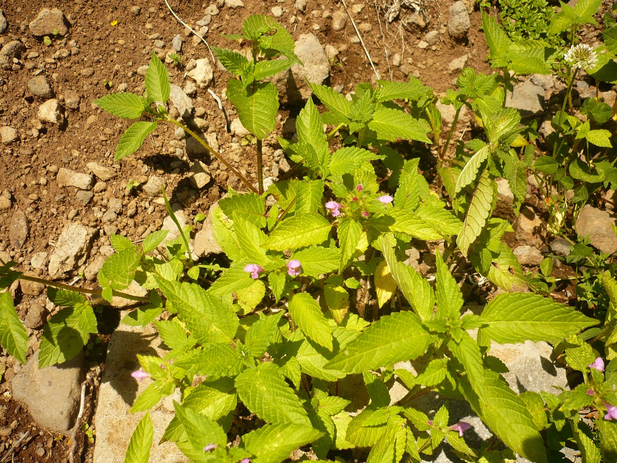 Galeopsis tetrahit (Lamiaceae)